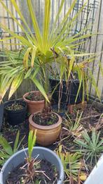 Palmbomen, Ophalen