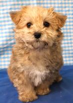 Super leuke kruising Bichon, 15 weken tot 1 jaar, Reu, Buitenland, Parvo