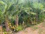 Palmen winterhard Verschillende grote af te halen in wellen., Tuin en Terras, Planten | Tuinplanten, Volle zon, Vaste plant, Bloeit niet