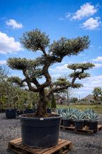 Olijfboom Olea Europaea ponpon met prachtige vertaking, Enlèvement, Olivier