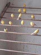 Waterslagers, Dieren en Toebehoren