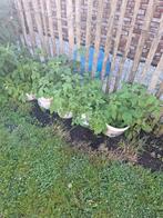 Framboos planten in emmer. Rode laatdragers, Tuin en Terras, Planten | Tuinplanten, Ophalen