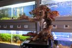Bonsai Boomtjes voor Aqua scaping, Ophalen, Nieuw, Plant(en), Steen of Hout