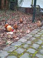 Hollandse kriel - Patrijs (3kip1haan) - tam, Dieren en Toebehoren, Pluimvee