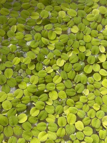 Salvinia Minima - drijvende waterplant beschikbaar voor biedingen