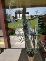 VETPLANT, Ophalen, Vetplant, Halfschaduw, Minder dan 100 cm