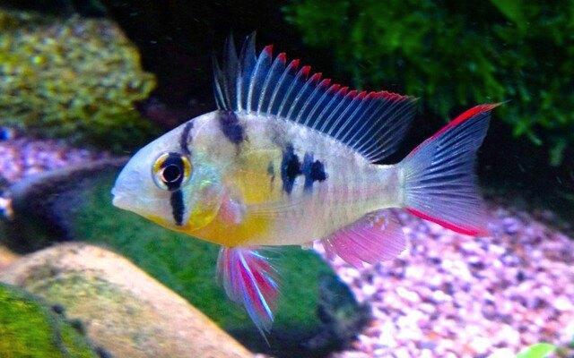 Mikrogeophagus Altispinosus / Boliviaans Antennebaarsje, Animaux & Accessoires, Poissons | Poissons d'aquarium, Poisson d'eau douce