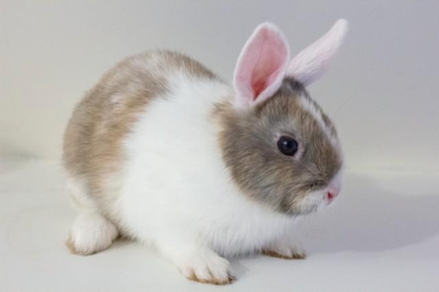 3 dwergkonijntjes (geboren 05.11.2025), Dieren en Toebehoren, Konijnen, Dwerg, Meerdere dieren, 0 tot 2 jaar