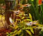 20 Endler guppy's en guppy's: mix, Dieren en Toebehoren, Vis, Zoetwatervis