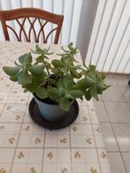 Kamerplant ( vetplant), Tuin en Terras, Planten | Tuinplanten, Ophalen, Bloeit niet, Vaste plant, Halfschaduw