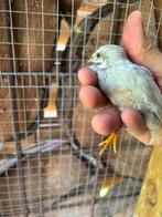 Chinese dwergkwartel haantje, Dieren en Toebehoren, Vogels | Parkieten en Papegaaien