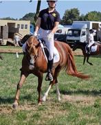 Zeer fijne D pony, Dieren en Toebehoren, Pony's, Merrie, Gechipt, Dressuurpony, L