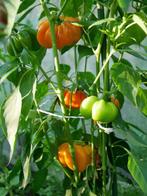 Paprika zaden YELLOW CHEESE PIMENTO (20 zaden), Voorjaar, Zaad, Verzenden, Volle zon