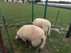 2 mannelijke schapen van 7 maanden, Dieren en Toebehoren, Schapen, Geiten en Varkens, Mannelijk, Schaap, 0 tot 2 jaar