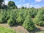 kerstbomen grthandel te Riemst(tegen Maastricht), Ophalen, Overige soorten