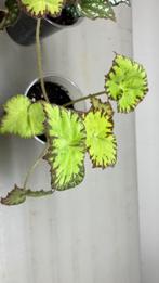 Begonia, Huis en Inrichting, Kamerplanten, Ophalen of Verzenden