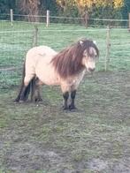 Shetland pony, Dieren en Toebehoren, Gechipt, Niet van toepassing, Hengst, A pony (tot 1.17m)