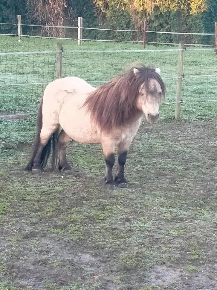 Shetland pony, Dieren en Toebehoren, Pony's, Hengst, Niet van toepassing, A pony (tot 1.17m), Recreatiepony, 11 jaar of ouder