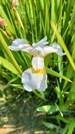 Witte of paarse iris, Tuin en Terras, Planten | Tuinplanten, Volle zon, Vaste plant, Zomer, Ophalen