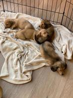 Kaninchen Blonde teckel pups te koop, CDV (hondenziekte), België, Fokker | Hobbymatig, Overige rassen