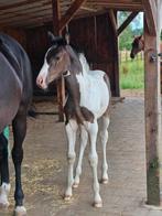 Allround gefokt en tof merrieveulen v. Ceasar Ter Linden, Dieren en Toebehoren, Paarden, Merrie, Gechipt, Niet van toepassing