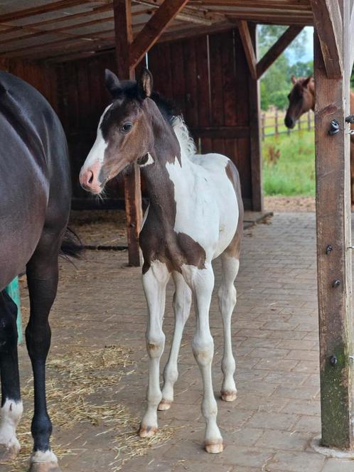 Allround gefokt en tof merrieveulen v. Ceasar Ter Linden, Dieren en Toebehoren, Paarden, Merrie, Niet van toepassing, 165 tot 170 cm
