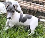 Jack russell pup, Dieren en Toebehoren, België, Jack Russell Terriër, Reu, CDV (hondenziekte)