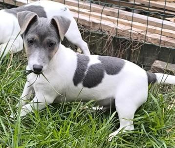 Jack russell pup beschikbaar voor biedingen