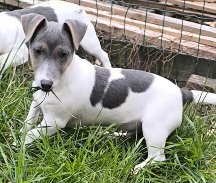 Jack russell pup, Dieren en Toebehoren, Honden | Jack Russells en Terriërs, Reu, Jack Russell Terriër, Fokker | Professioneel