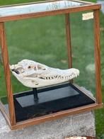 Prachtige schedel krokodil met cites op statief lengte 38 cm, Ophalen of Verzenden