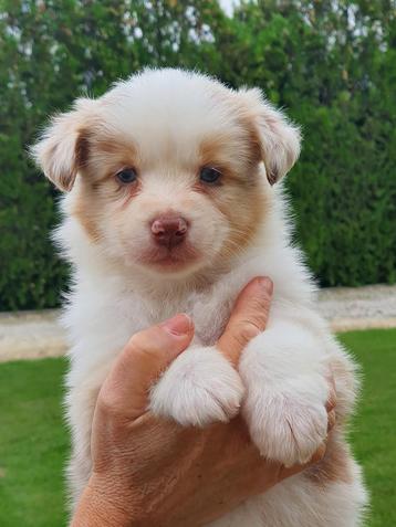 Chiots bergers australiens disponible aux enchères