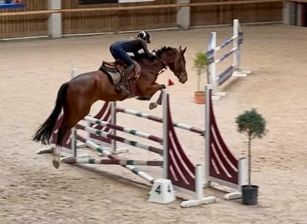 Springpaard ruin te koop, Dieren en Toebehoren, Stalling en Weidegang