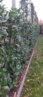 laurier haag - grote planten, Enlèvement, Laurier, Haie, 100 à 250 cm
