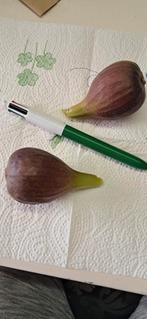 Vijgenbomen,vijgenplanten , gewortelde vijgenstekken vijgen, Ophalen