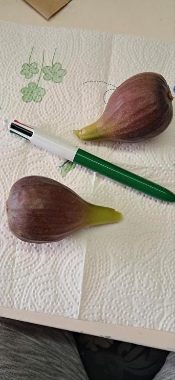 Vijgenbomen,vijgenplanten , gewortelde vijgenstekken vijgen beschikbaar voor biedingen