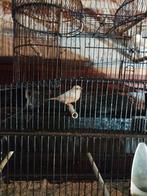 Witte kanaries, man en pop, 2025, verwant, niet geringd, Dieren en Toebehoren