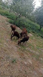 Soay schapen, Schaap