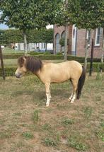 Prachtige lieve unieke mini Shetlander hengst, Dieren en Toebehoren, Pony's, Niet van toepassing, 0 tot 2 jaar, Hengst, A pony (tot 1.17m)