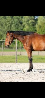 4 jarig springpaard D’Aganix x Non Stop, Merrie, Springpaard