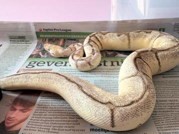 0.1 bumble bee clown beschikbaar voor biedingen