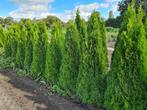 Thuja Smaragd coniferenhaag van laag tot hoog, Tuin en Terras, Verzenden, Conifeer, Haag, 100 tot 250 cm