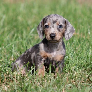 Teckel pups Blue merle tan korthaar beschikbaar voor biedingen