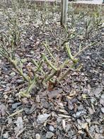 Witte rozen, Tuin en Terras, Ophalen