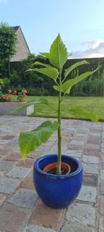 Brugmansia giant peach, Tuin en Terras, Planten | Tuinplanten, Ophalen of Verzenden
