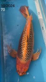 KOI - Butterfly Ki Matsuba, Dieren en Toebehoren, Vissen | Vijvervissen, Karper of Koi