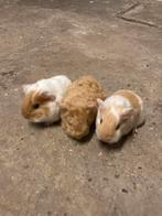 3 langharige cavia broertjes., Dieren en Toebehoren, Knaagdieren, September, Mannelijk, Cavia
