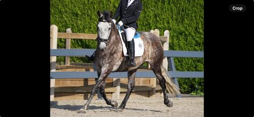 PRE ruin 8 jaar, +1.65, schimmel met ANCCE papier, Dieren en Toebehoren, Paarden, Ruin, Zadelmak, 165 tot 170 cm, 7 tot 10 jaar