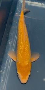 Ginrin Karachigoi, Karper of Koi