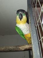 Caique, Dieren en Toebehoren, Tam