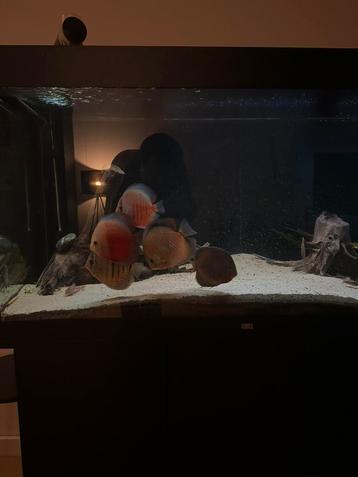5 discussen + bijvissen, Poisson, Poisson d'eau douce, Banc de poissons